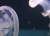 рассол из медуз