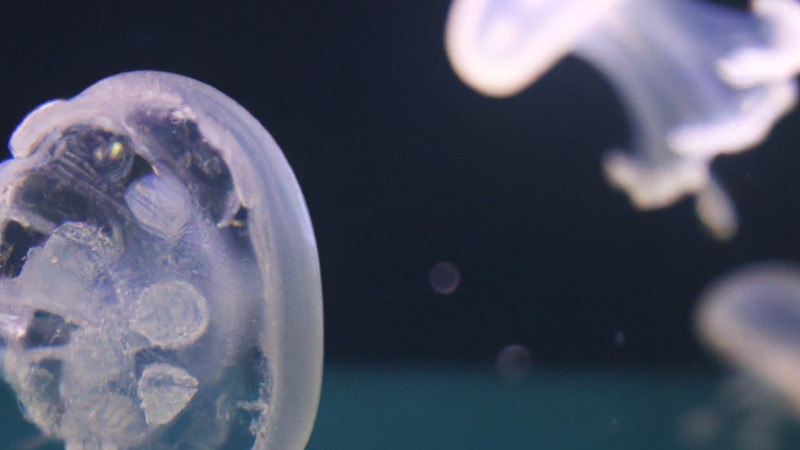 рассол из медуз